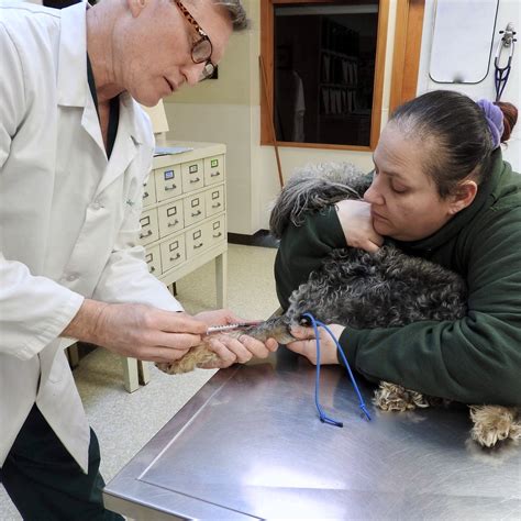 emergency vet|Iba pa.